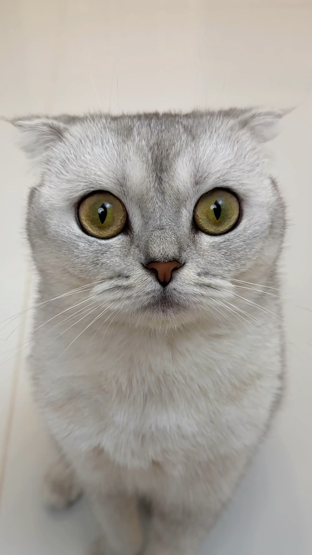 Favorite sound ? #cat #cats
