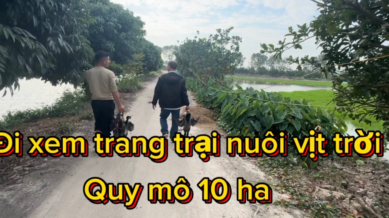 Quy mô 10 ha nuôi vịt tha cá tuyệt đẹp # âm thực Nhật yên 