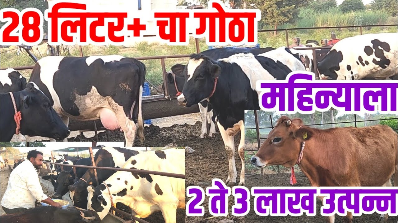 Hf_cow,28 लिटर+ चा गोठा,मुक्त संचार गोठा ठरला लकी,महिन्याला 2 ते 3 लाख नफा |dairy_farm visionvarta
