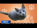 Pet Parade: Second Chance Animal Services