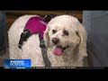 Pet Parade: Second Chance Animal Services
