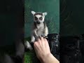 какая прелесть 🥰 #monkey #zoo #animals #funny