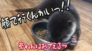 【カワウソ赤ちゃん】手が使えないのに茶碗はおさえる変な奴