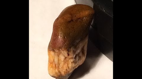 MudFossil Reptiles in NE Texas Part 2