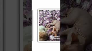 #sphynx #catlife #catanddog #sweet