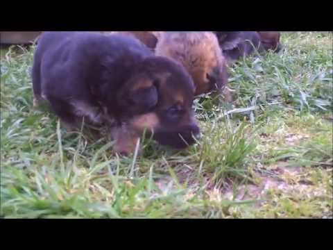 Chiots Berger Allemand Lof De Zora A 15 Jours Youtube