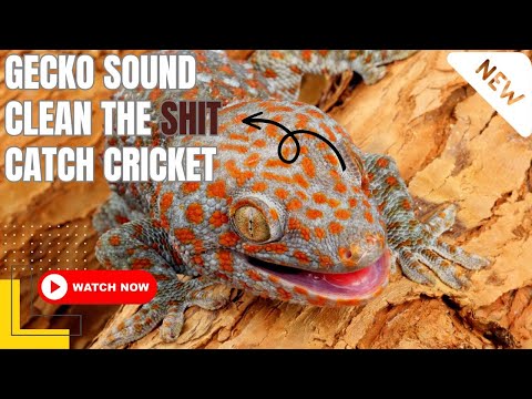 Gecko's Hunt for