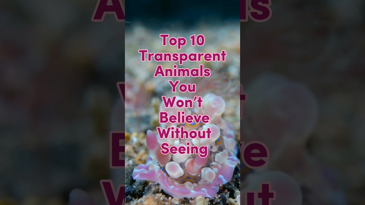 Top 10 transparent animals 