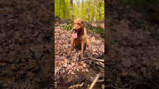 One for the Ferris fans ☀️😁#vizsla #saveferris #happydog