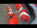 Harvesting The Finest Koi Imported To America With Ray Abell - Part 3