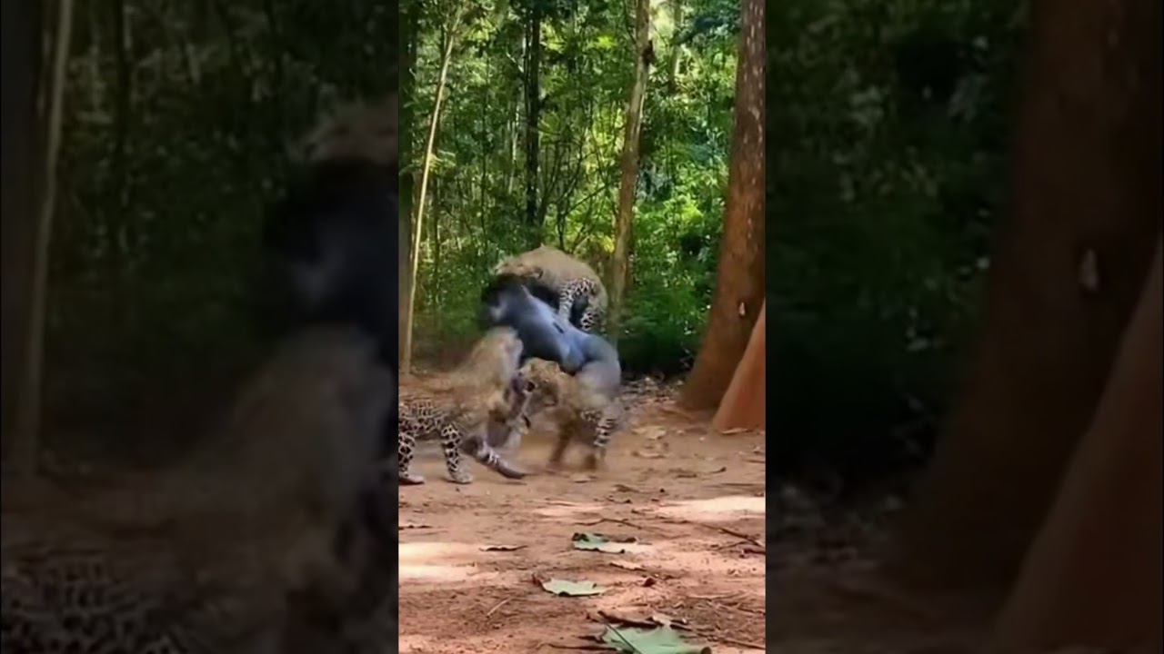 4 Leopards Attack Gorilla - INSTANT KARMA! 😱 4마리 표범의 즉각 응보 😱 4頭のヒョウに即座の報い 