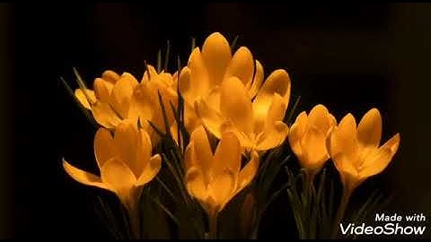 سورة الضحي والشرح والتين ..الشيخ عبدالباسط عبدالصمد