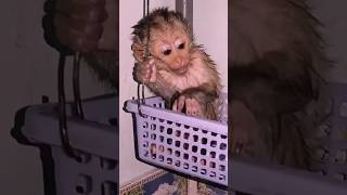 Baby monkey bibi cute videos