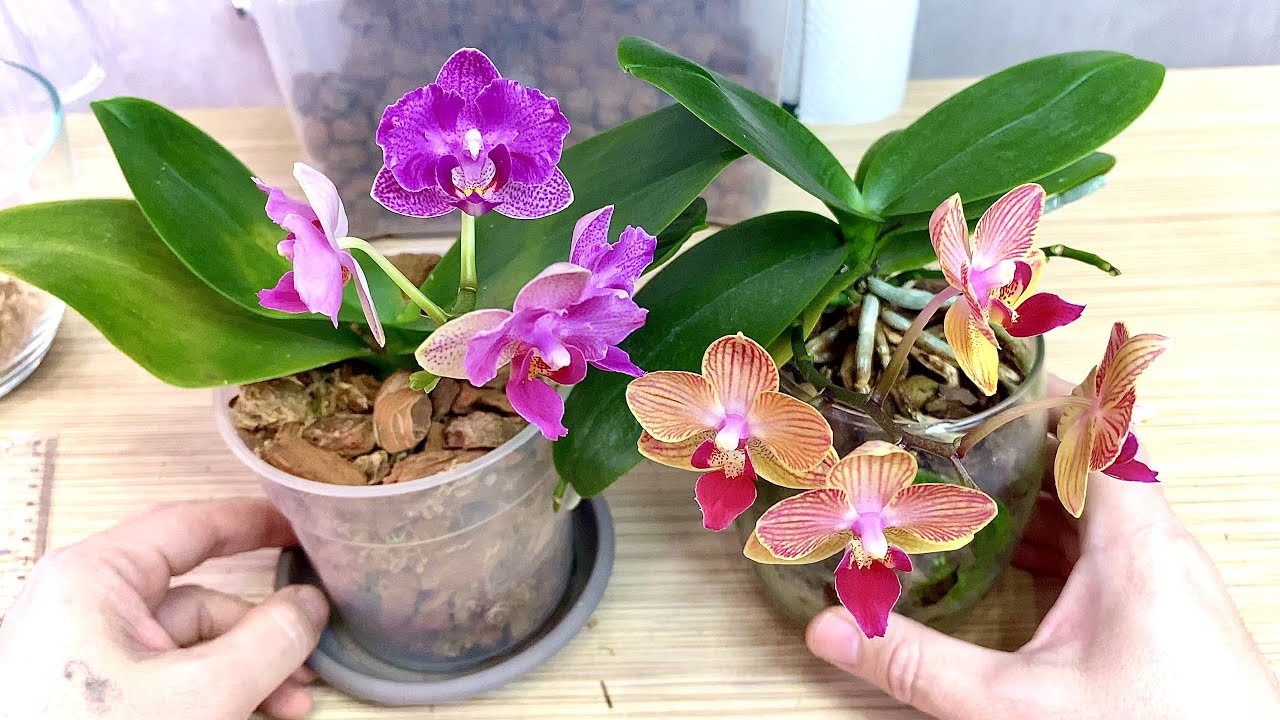 пересадка АРОМАТНОЙ орхидеи и спасли от пожелтения и опадания листьев ...