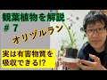 オリヅルランで部屋の空気をキレイにできる！？