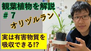オリヅルランで部屋の空気をキレイにできる！？