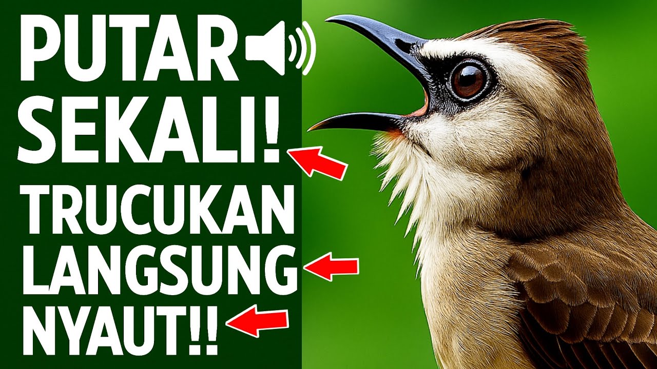 Pancingan Trucukan PALING AMPUH! Burung Langsung Ngalas & Nyaut Hanya 5 Menit
