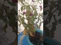 Bejanti flowers #pink #bloom #garden #gardening #like #share #yt #fun #nature #love #flowers #cute