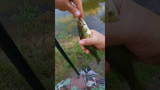When A Tiny Bass Turns Into A Tricky Rescue Mission
