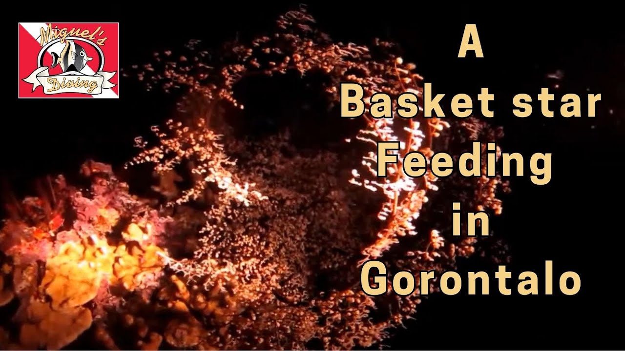 Basket Star Feeding in Gorontalo | Scuba Diving Video