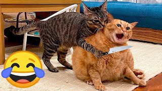 Funniest Animals 2024: 😺 Funny Cat and Dog Videos 🐈 Life Funny Pets 😸 Part 4 by Life Funny Pets 1,280 views 2 months ago 21 minutes