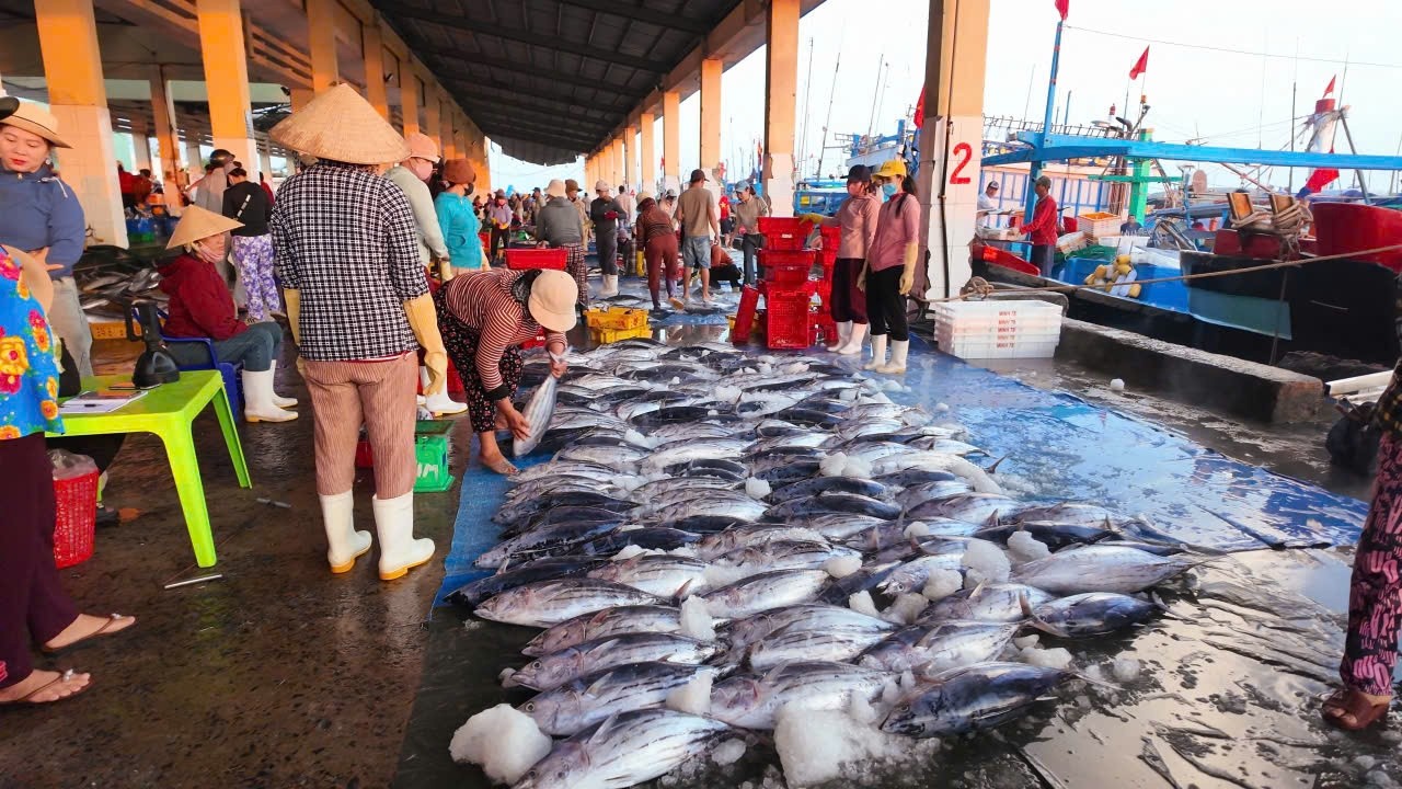 Sunrise at Phu Lac Fishing Port Market | Freshly Landed Seafood & Vibrant Atmosphere in Phu Yen 🇻🇳