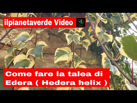 Video: Informazioni sull'edera algerina - Come prendersi cura dell'edera algerina nel giardino