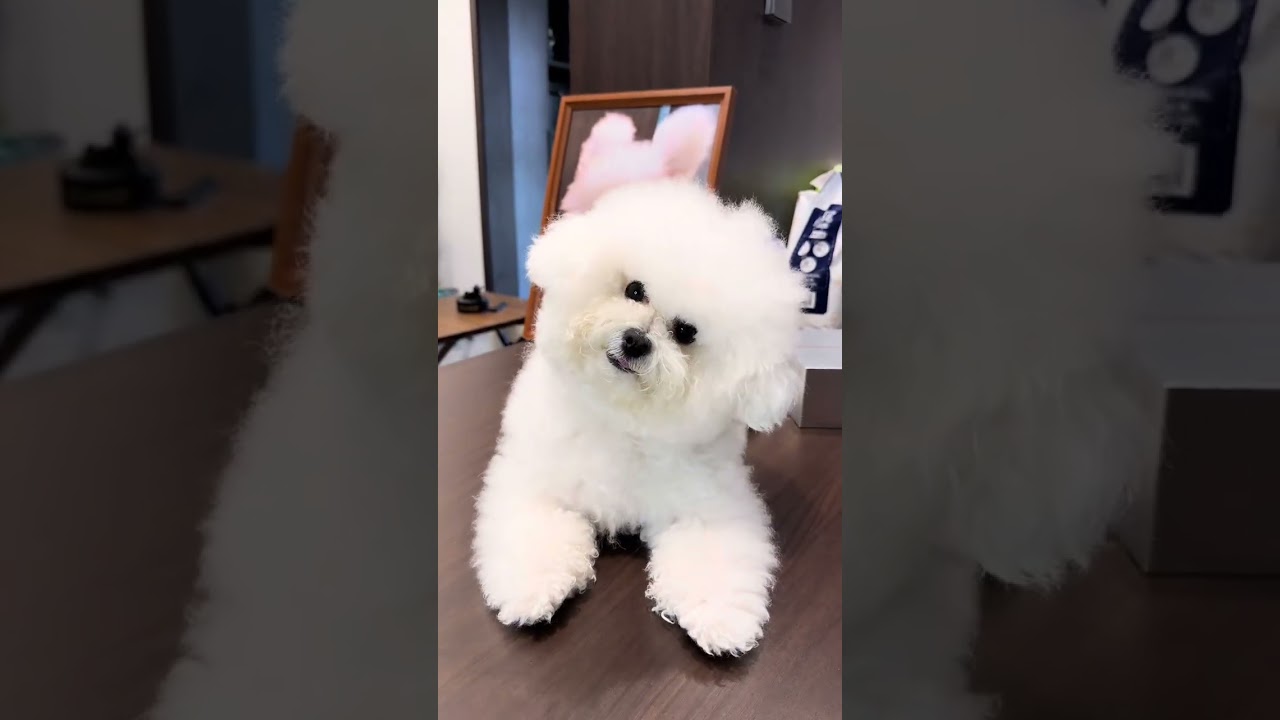 這下直接懵了吧～被比熊萌到措手不及 #我和我的比熊犬 #創作者中心 #創作靈感 #又是被小狗硬控的一天 #誰能拒絕軟萌小狗