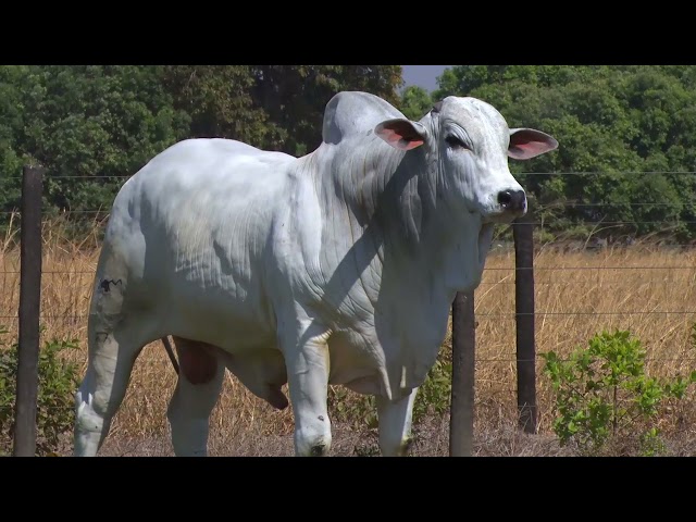 LOTE 30 - 7722 | 42º MEGA LEILÃO ANUAL CARPA TOUROS