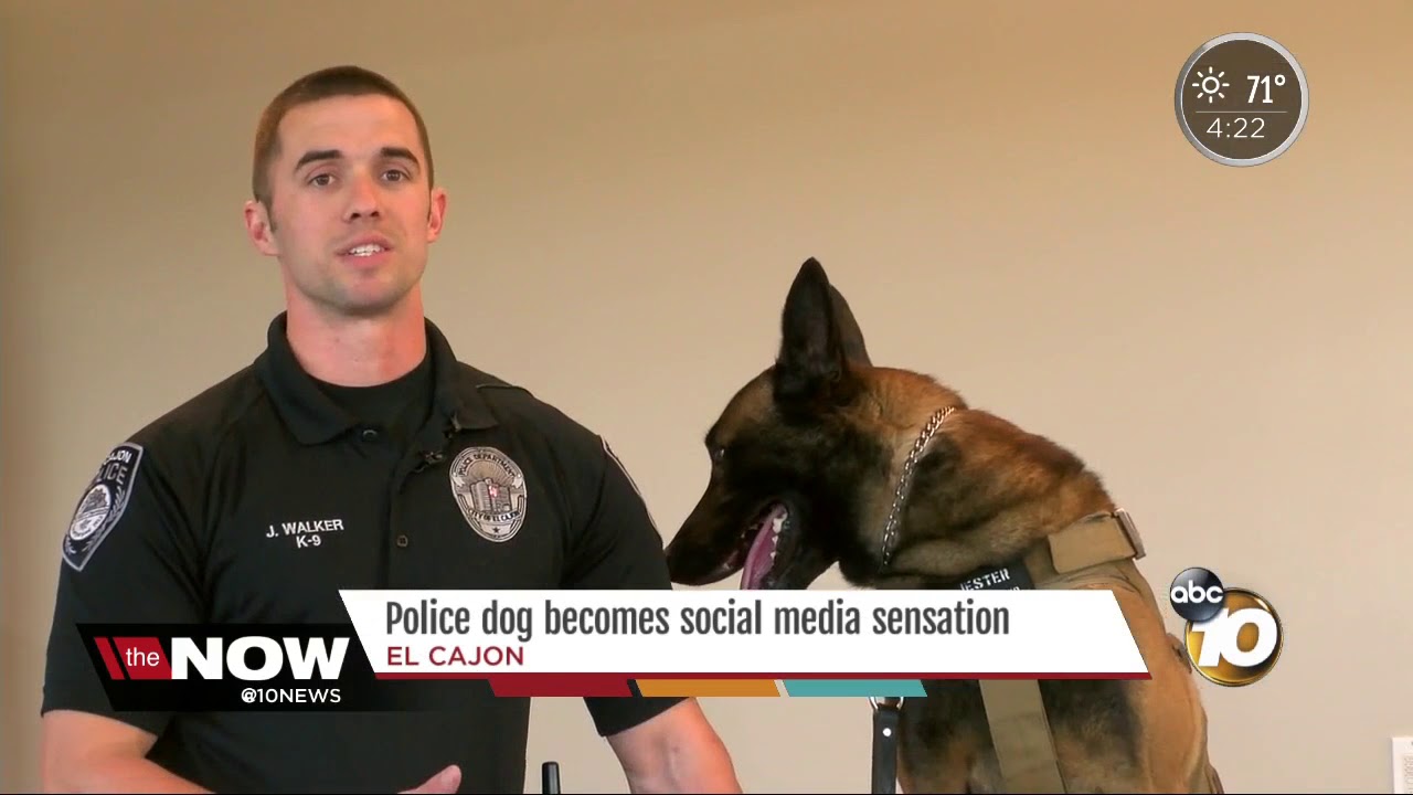 Police Dog Doubles as a Social Media Star