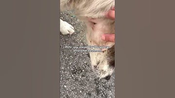 The link is in the bio to help. Every small contribution means the world. Thank you for caring 🫶