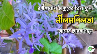 Video Download