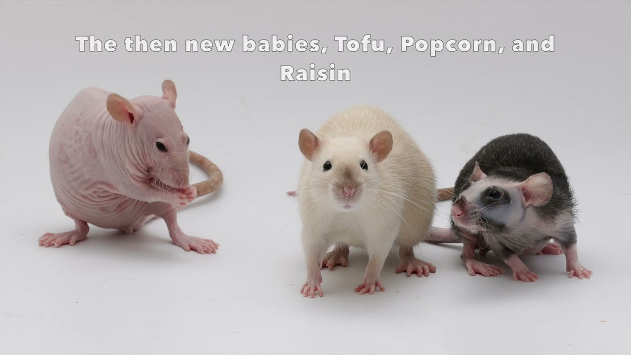 When Rat Intros Go Wrong - Part 2