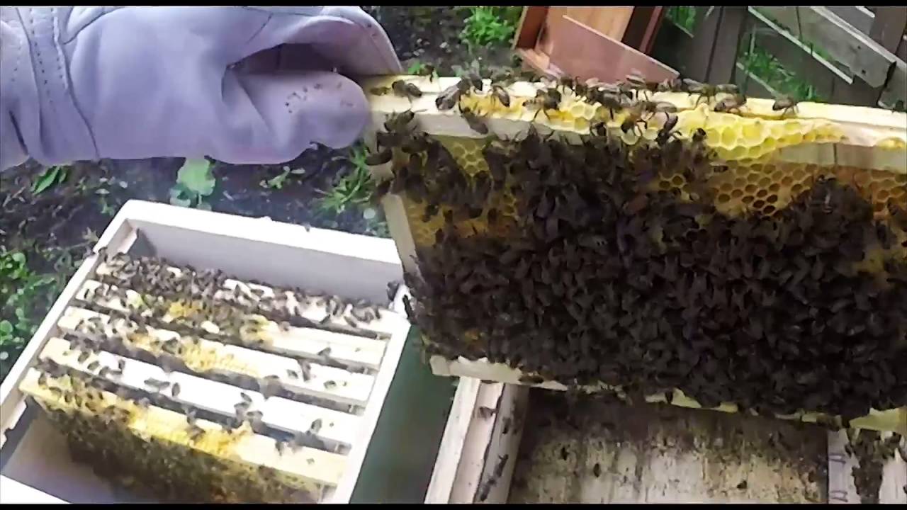 installation essaim d'abeille  - La ruche Warré