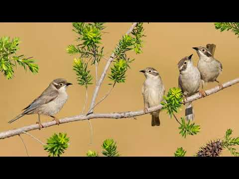 Восхитительный баттл Соловей vs Жаворонок Звуки природы Пение птиц