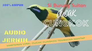 MASTERAN VIRAL : CUCAK CUNGKOK SPEED RAPAT...DIJAMIN JOSSS
