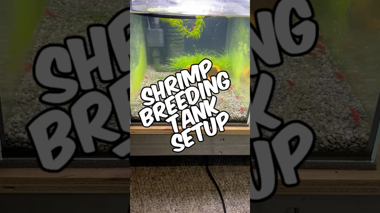 How To Easily Set Up A Thriving Cherry Shrimp Breeding Tank! (Works With Any Neocaridina Shrimp)