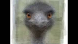 Emu Portrait Process Video