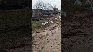 #гуси мои красотки,жизнь в деревне деревенские будни жизнь загородом гусиное царство хозяйство,дом