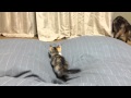 【猫 おもしろ動画】毎夜繰り返されるかわいい猫達の大運動会の様子を撮ってみたFunny Cats Athletic