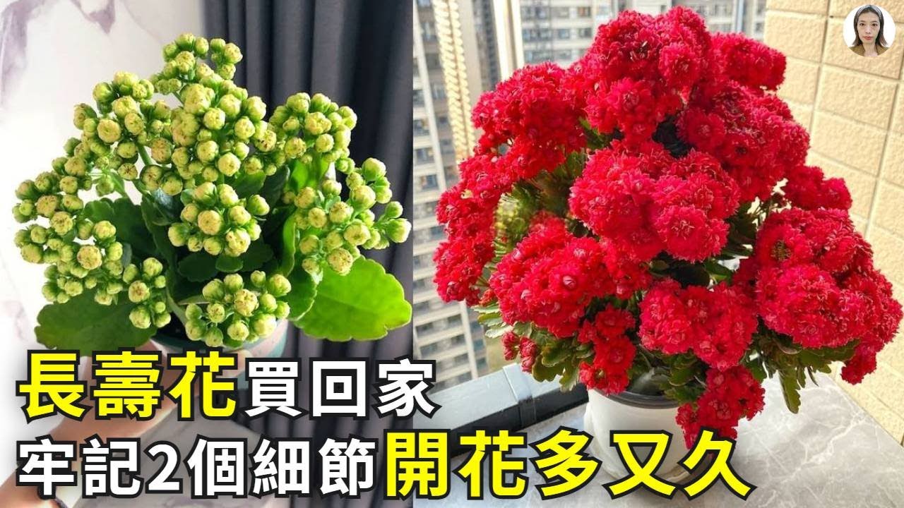 長壽花買回家，牢記2個小細節，不掉花苞開花持久，特別第1點非常重要|壽星花|花花世界