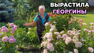 видео: Секреты шикарных георгин. Далии в моём саду. картинка: Секреты шикарных георгин. Далии в моём саду.