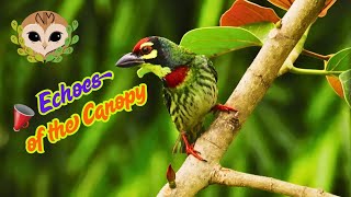 📣 Echoes of the Canopy – Coppersmith Barbet’s Call and Response | Nature Soundscape