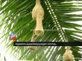 Group 'Thookkanam Kuruvi''s Nesting Munderi