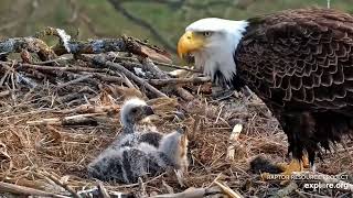 Decorah Eagles - North Nest 11.04.2024