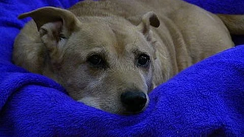 Additional Info  on the New Homecoming Format, 12 31 15