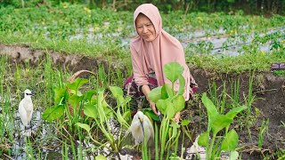 Memetik Genjer di Sawah | Masak Tumis Genjer, Perkedel Pindang, dan Gandos Tepung Ketan