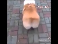 مكوة حليمه بولند لا تصور