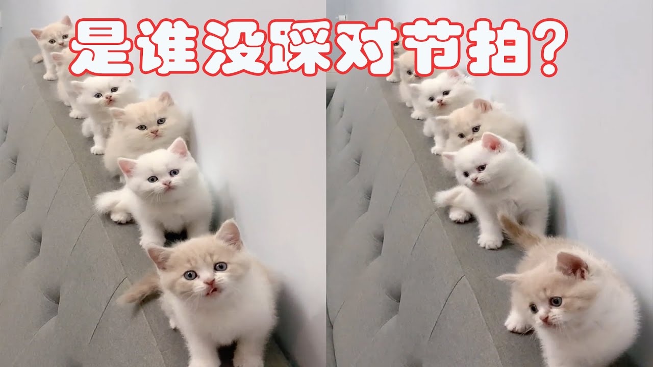 萌宠出道，哪知小猫咪跳舞没踩对节拍