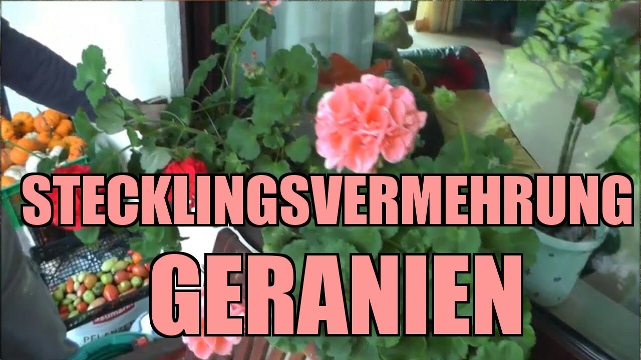 Geranien durch Stecklinge vermehren & überwintern YouTube